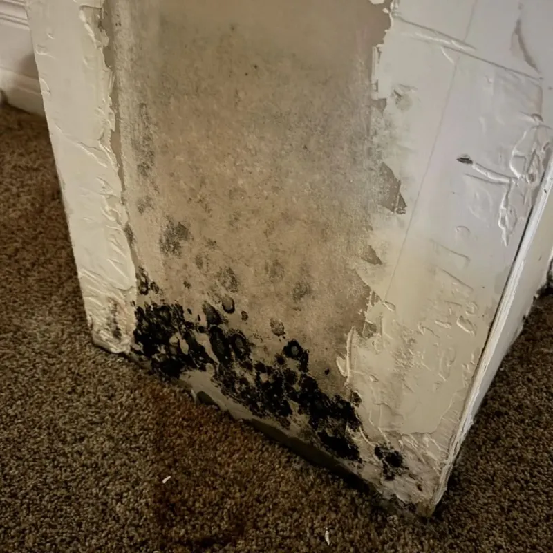Professional Mold Removal in Belfair, WA